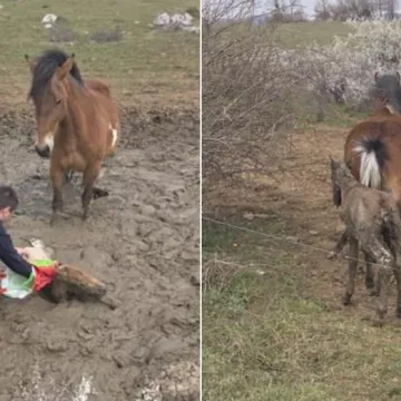 Igor i Tomislav spasili nemoćno ždrijebe iz blata: Pogledajte emotivne prizore