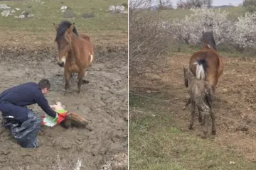 Igor i Tomislav spasili nemoćno ždrijebe iz blata: Pogledajte emotivne prizore