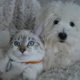 Ovih 25 pasmina pasa slažu se s mačkama: Prihvaćaju ih kao ravnopravne članove obitelji