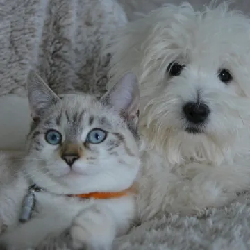 Ovih 25 pasmina pasa slažu se s mačkama: Prihvaćaju ih kao ravnopravne članove obitelji