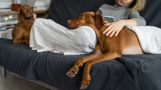 Veterinarka upozorava vlasnike pasa: Ne čekajte ako primijetite ove simptome