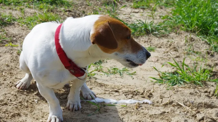 Veterinari objasnili za&scaron;to psi često povraćaju na proljeće. Evo kada je hitno potrebna pomoć