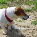 Veterinari objasnili za&scaron;to psi če&scaron;će povraćaju na proljeće: 'U ovim situacijama hitno tražite pomoć'