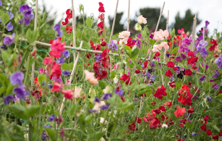 Ovu biljku morate posaditi u travnju: 'To se nikako ne smije zanemariti'