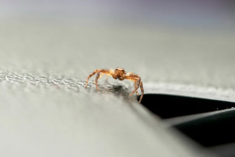 Va&scaron; automobil može postati dom glodavcima i kukcima: 'Privlači ih ovo, a evo za&scaron;to'