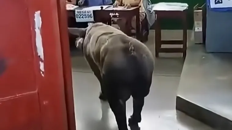 Na jedno od biračkih mjesta iza&scaron;la svinja, na drugo čovjek kojeg su iz bolnice doveli na nosilima!