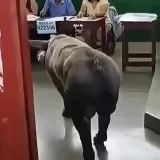 Na jedno od biračkih mjesta iza&scaron;la svinja, na drugo čovjek kojeg su iz bolnice doveli na nosilima!