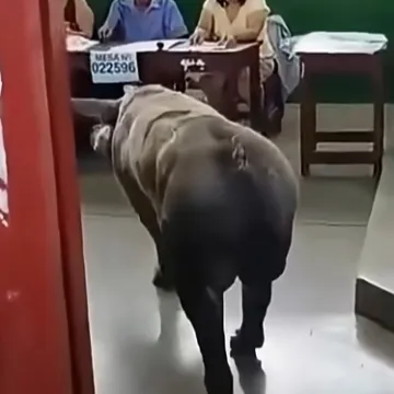 Na jedno od biračkih mjesta iza&scaron;la svinja, na drugo čovjek kojeg su iz bolnice doveli na nosilima!