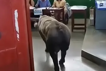 Na jedno od biračkih mjesta iza&scaron;la svinja, na drugo čovjek kojeg su iz bolnice doveli na nosilima!