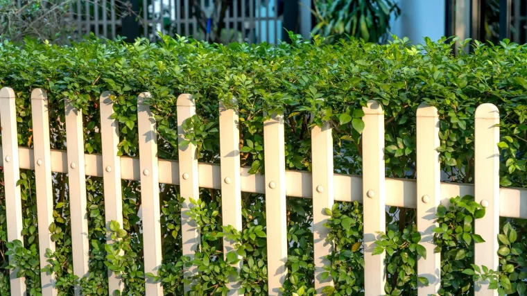 Očistite drvenu ogradu za deset minuta: Rije&scaron;ite se algi i mahovine s ovim sastojcima