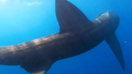 Pogledajte susret ribolovca s morskim psom u Puli: 'Zahvalan sam moru &scaron;to me je nagradilo'