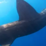 Pogledajte susret ribolovca s morskim psom u Puli: 'Zahvalan sam moru &scaron;to me je nagradilo'