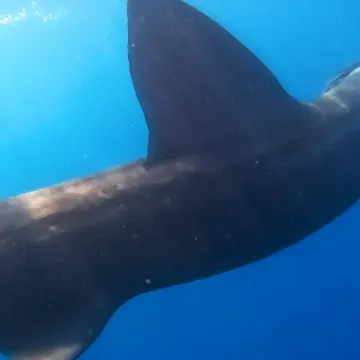 Pogledajte susret ribolovca s morskim psom u Puli: 'Zahvalan sam moru &scaron;to me je nagradilo'