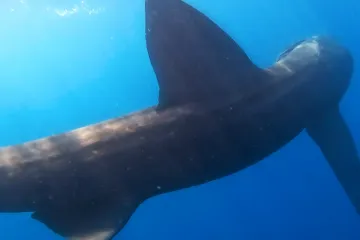 Pogledajte susret ribolovca s morskim psom u Puli: 'Zahvalan sam moru &scaron;to me je nagradilo'