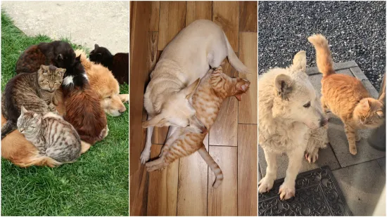 Va&scaron;e mačke i psi dokaz su da su neke priče samo mit: Ove fotografije rastopit će i najtvrđa srca