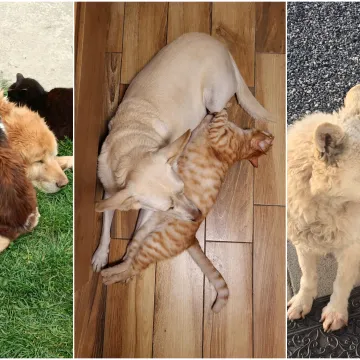 Va&scaron;e mačke i psi dokaz su da su neke priče samo mit: Ove fotografije rastopit će i najtvrđa srca