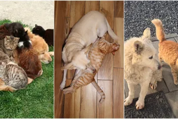 Va&scaron;e mačke i psi dokaz su da su neke priče samo mit: Ove fotografije rastopit će i najtvrđa srca