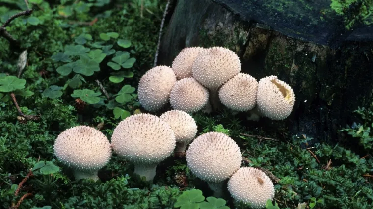 [KVIZ] Ne mora&scaron; biti mikolog da točno odgovori&scaron; na ova pitanja o gljivama