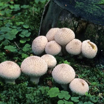 [KVIZ] Ne mora&scaron; biti mikolog da točno odgovori&scaron; na ova pitanja o gljivama