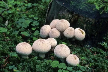 [KVIZ] Ne mora&scaron; biti mikolog da točno odgovori&scaron; na ova pitanja o gljivama