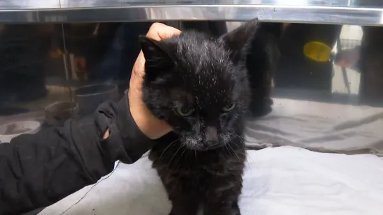 Tama je slijepa, gluha i bez zuba. Uskoro se gradi mjesto za takve poput nje: 'Imat će sve &scaron;to im treba'