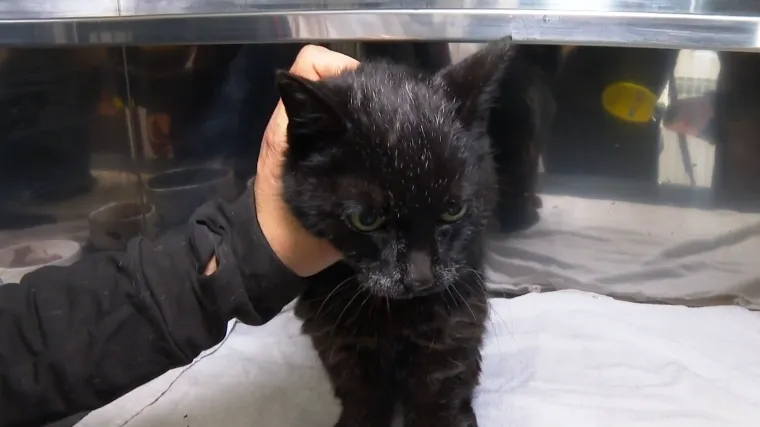 Tama je slijepa, gluha i bez zuba. Uskoro se gradi mjesto za takve poput nje: 'Imat će sve &scaron;to im treba'