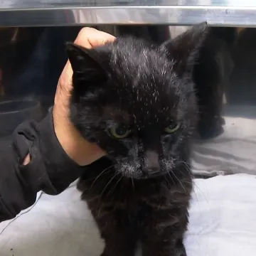 Tama je slijepa, gluha i bez zuba. Uskoro se gradi mjesto za takve poput nje: 'Imat će sve &scaron;to im treba'