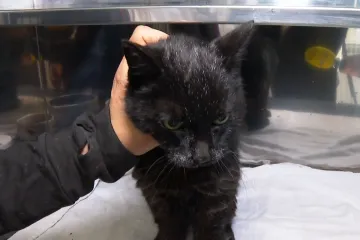 Tama je slijepa, gluha i bez zuba. Uskoro se gradi mjesto za takve poput nje: 'Imat će sve &scaron;to im treba'