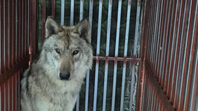 Vuk iz ZOO-a bio u bijegu devet dana. Zatvorili i &scaron;kolu: Pogledajte &scaron;to je imao u želucu