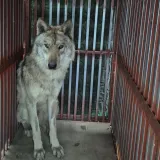 Vuk iz ZOO-a bio u bijegu devet dana. Zatvorili i &scaron;kolu: Pogledajte &scaron;to je imao u želucu