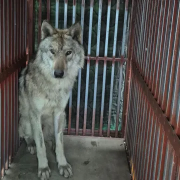 Vuk iz ZOO-a bio u bijegu devet dana. Zatvorili i &scaron;kolu: Pogledajte &scaron;to je imao u želucu