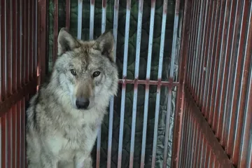 Vuk iz ZOO-a bio u bijegu devet dana. Zatvorili i &scaron;kolu: Pogledajte &scaron;to je imao u želucu