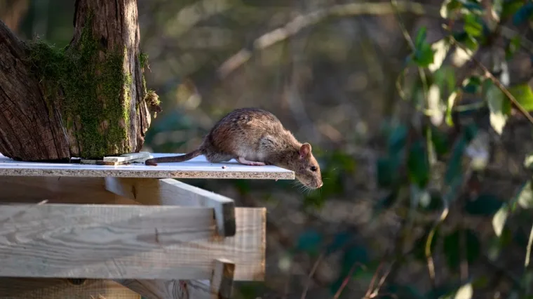 Mnogi čine istu pogre&scaron;ku: Rije&scaron;it ćete se omraženih glodavaca ako ovo uklonite iz vrta