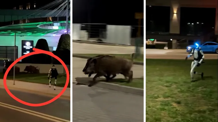 Fensi robot lovi divlje svinje po gradu, a na ruci nosi dijamantni Rolex