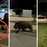 Fensi robot lovi divlje svinje po gradu, a na ruci nosi dijamantni Rolex