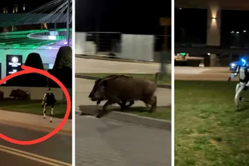 Fensi robot lovi divlje svinje po gradu, a na ruci nosi dijamantni Rolex