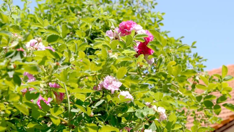 Tajne vrta: Pretvorite svoj balkon ili dvori&scaron;te u proljetnu oazu za djecu