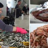 Orada 20, brancin 25, zubatac 30 eura, Pogledajte cijene ribe u ribarnici