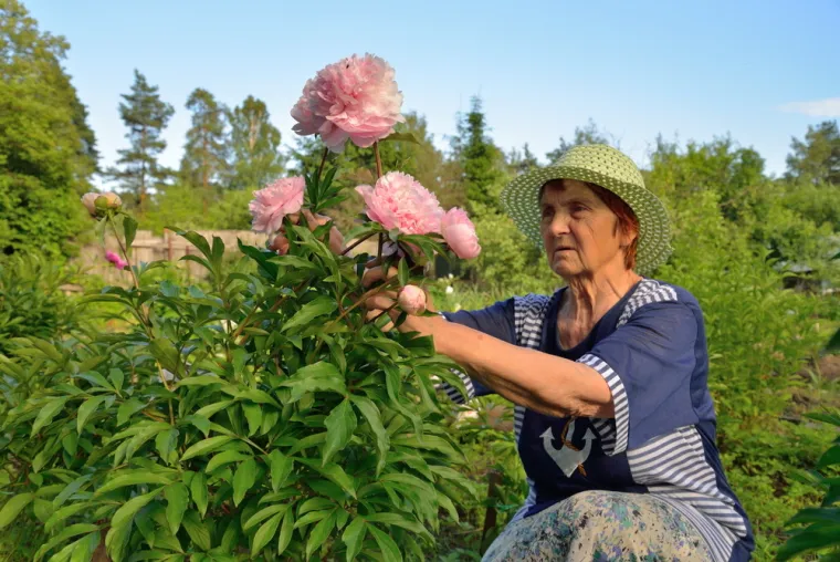 Stručnjak za vrtlarstvo otkriva: Ovo su ključni koraci kako bi božuri cvjetali svake godine