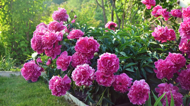 Stručnjak za vrtlarstvo otkriva: Ovo su ključni koraci kako bi božuri cvjetali svake godine