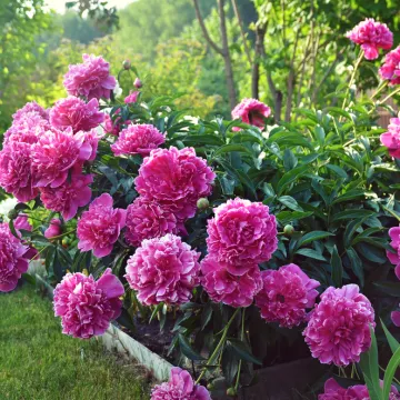 Stručnjak za vrtlarstvo otkriva: Ovo su ključni koraci kako bi božuri cvjetali svake godine