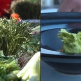 Lovran je lud za ovom namirnicom, izumili su čak i sladoled o nje: Okus je te&scaron;ko opisati