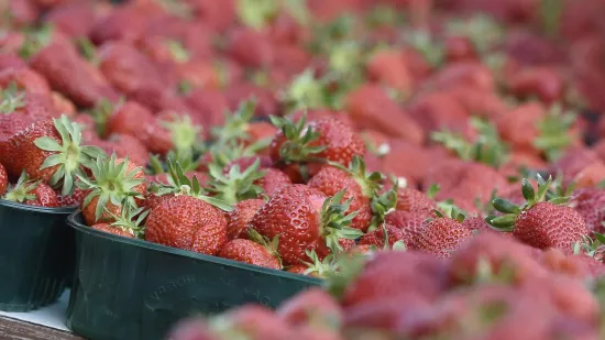 Moglo bi vas &scaron;okirati: Počela prodaja vrgoračkih jagoda, evo koliko ko&scaron;ta kilogram