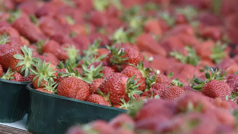 Moglo bi vas &scaron;okirati: Počela prodaja vrgoračkih jagoda, evo koliko ko&scaron;ta kilogram