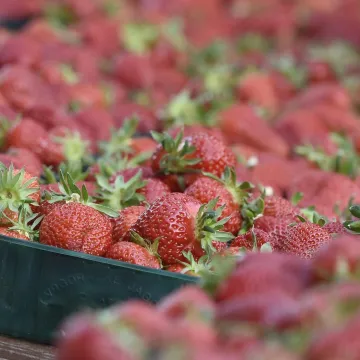 Moglo bi vas &scaron;okirati: Počela prodaja vrgoračkih jagoda, evo koliko ko&scaron;ta kilogram