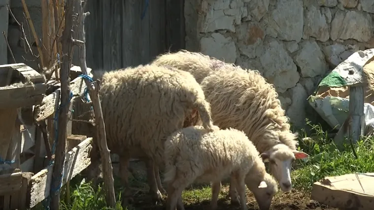Čagljevi na Pagu izmakli kontroli, sad su im odlučili stati na kraj: Daju 1000 eura za odstrjel