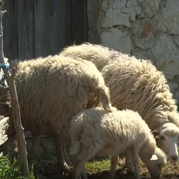 Čagljevi na Pagu izmakli kontroli, sad su im odlučili stati na kraj: Daju 1000 eura za odstrjel