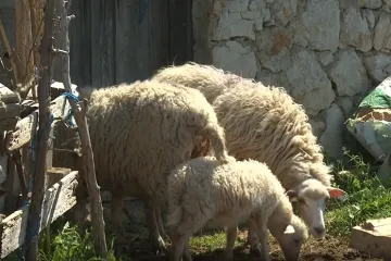 Čagljevi na Pagu izmakli kontroli, sad su im odlučili stati na kraj: Daju 1000 eura za odstrjel