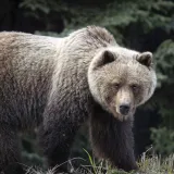 Medvjed napao američke vojnike tijekom vojne vježbe