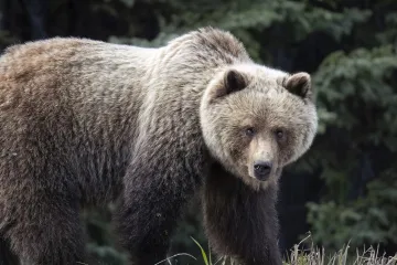 Medvjed napao američke vojnike tijekom vojne vježbe
